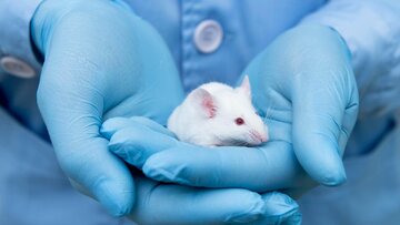 بازیابی بینایی در موش‌ها با توسل به فناوری ویرایش ژنی