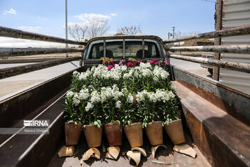 Stock flower growing