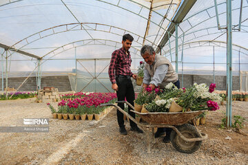 Stock flower growing