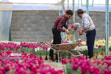 Stock flower growing