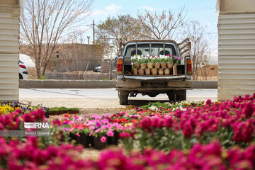 Stock flower growing