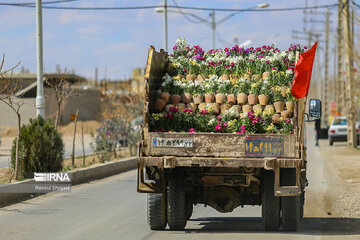 Stock flower growing