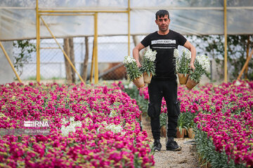 Stock flower growing