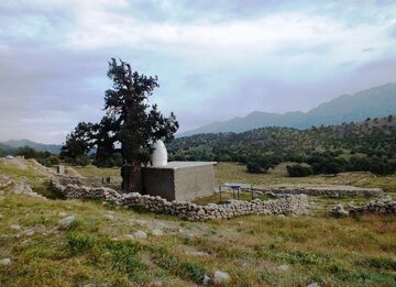 سرو ۲۷۰۰ ساله باشت؛ جلوه ای از تاریخ کهن ایران