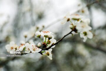 La nature de Māzandarān au printemps