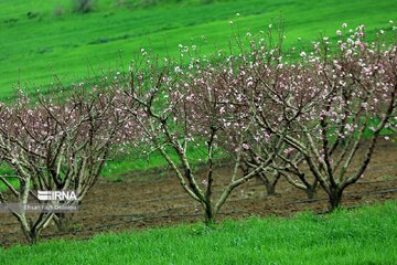 La nature de Māzandarān au printemps