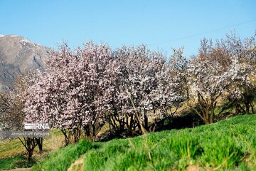 La primavera en el pueblo de Mashayej