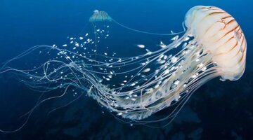 فیلم| شنای زیبای عروس دریایی در آب‌های مرجانی کیش