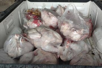 بیش از یک تن گوشت بوقلمون فاسد در پیرانشهر کشف و ضبط شد