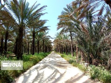 بوشهر چشم‌انتظار گردشگران نوروزی در کرانه‌ خلیج فارس، خوش‎بین به جذب گردشگران بین‌المللی