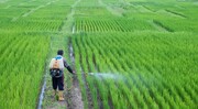 کشاورزان کلزاکار لرستانی احتمال شیوع آفات را جدی بگیرند