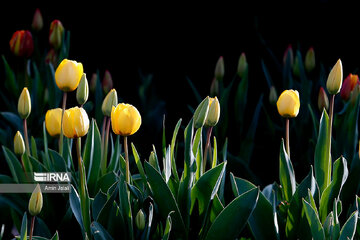 National Botanical Garden of Iran in Tehran