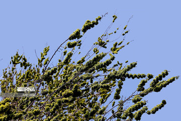 National Botanical Garden of Iran in Tehran