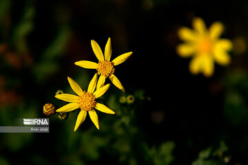 National Botanical Garden of Iran in Tehran