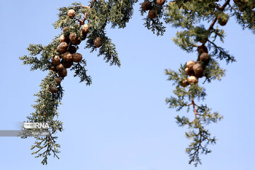 National Botanical Garden of Iran in Tehran