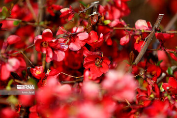 National Botanical Garden of Iran in Tehran