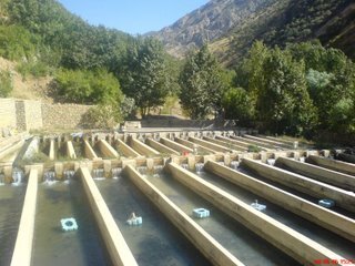 تولید ۱۲ هزار تن انواع آبزی در مزارع پرورش ماهی ایلام