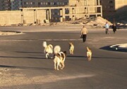 جزئیات حمله سگ به سه کودک و یک زن در بیرجند