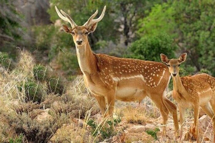 شهر جهانی شوش نگین تمدن ایران