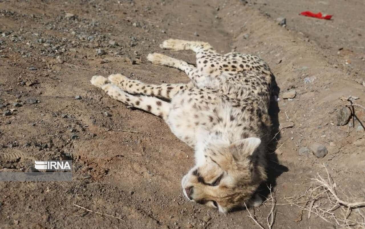 فنس‌کشی راه‌حل ایمن‌سازی مسیر عبور یوزپلنگ میامی _ سبزوار نیست