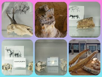 بازدید از موزه فسیل‌های مهره‌دار مراغه در ایام نوروز رایگان شد