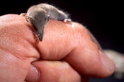 نمایش کوچکترین پستانداران جهان به وزن ۲ گرم در موزه ژئوپارک قشم