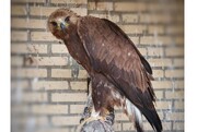 یک بهله عقاب طلایی در خراسان شمالی کشف شد