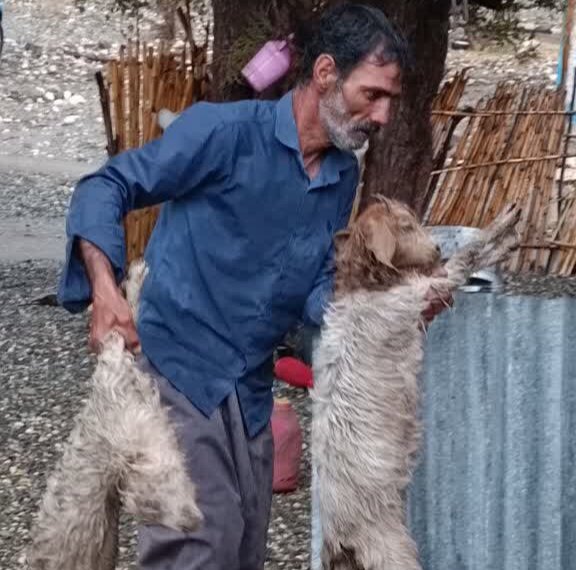 150 راس دام عشایر جنوب کرمان در سیل تلف شد