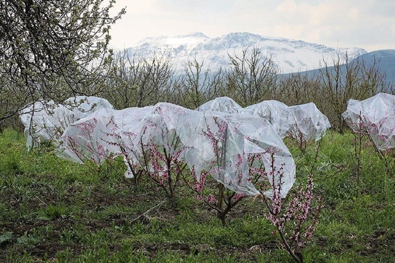 هواشناسی همدان نسبت به سرمازدگی محصولات کشاورزی هشدار داد