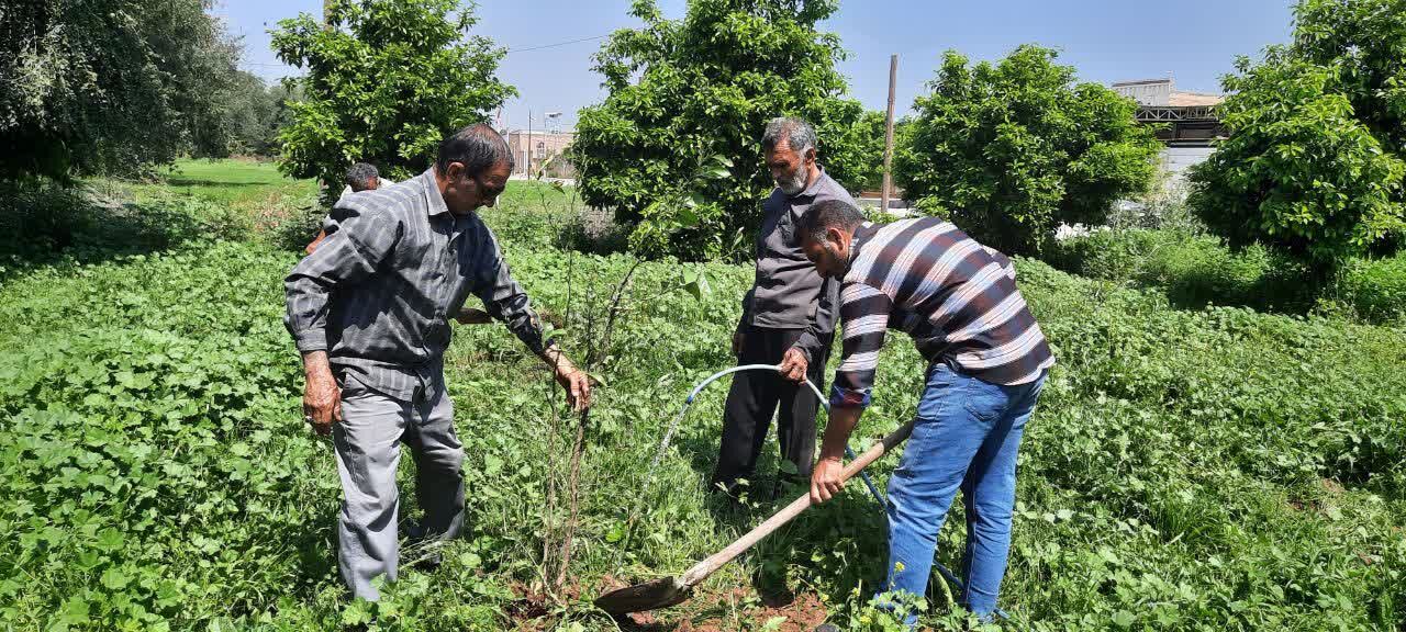 آغاز کاشت ۲هزار و ۸۰۴ نهال مثمر و بومی در دزفول