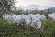 باغداران زنجانی برای مقابله با سرمازدگی درختان اقدام کنند