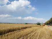 برداشت نخستین گندم کشور با حضور وزیر جهاد کشاورزی در راسک آغاز شد