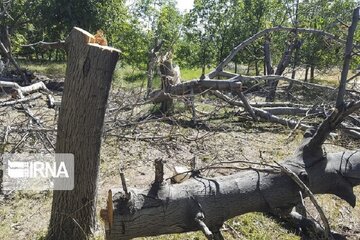 بیش از ۱۱ هزار گزارش مردمی تخریب عرصه‌های طبیعی در کردستان ثبت شد