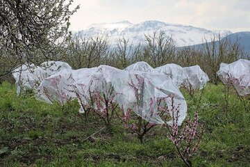 سرمای بهاره ۵۴ هزار میلیارد ریال به محصولات باغی همدان خسارت زد