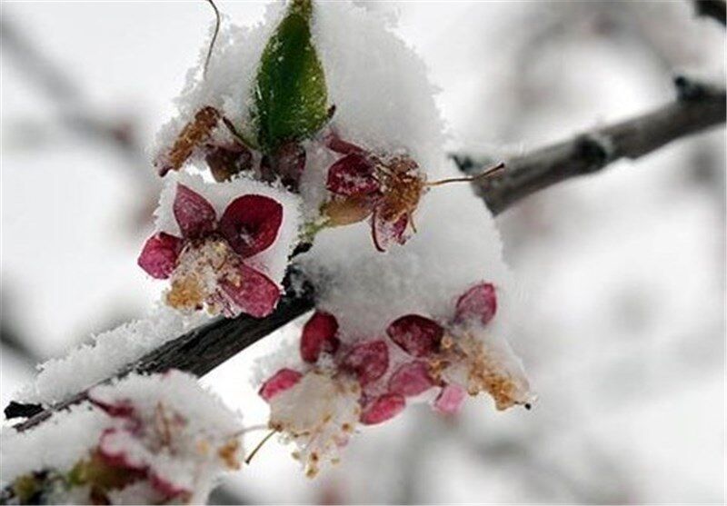 سرمای بهاره به بیش از ۲۹۴ هزار هکتار از اراضی زراعی و باغی کرمانشاه خسارت زد