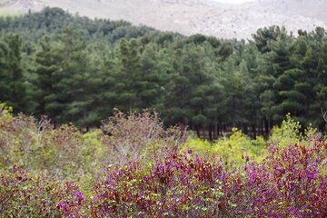 دادستانی تهران در مورد درختان بوستان سرخه ‌حصار تحقیق می‌کند