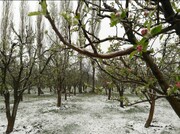سرمای بهاره بیش از ۴۰ هزار میلیارد ریال به باغات مشگین شهر خسارت وارد کرد