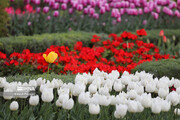 Le festival des tulipes à Karadj