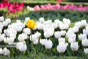 La fête des tulipes à Karadj