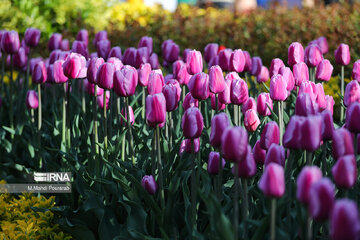 La fête des tulipes à Karadj