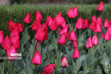 La fête des tulipes à Karadj