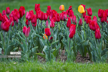 La fête des tulipes à Karadj