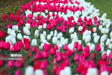 La fête des tulipes à Karadj