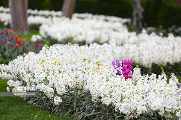 La fête des tulipes à Karadj