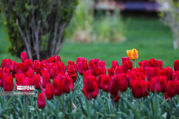 La fête des tulipes à Karadj