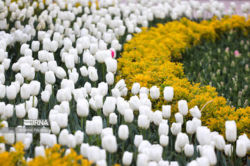 La fête des tulipes à Karadj