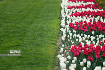 La fête des tulipes à Karadj