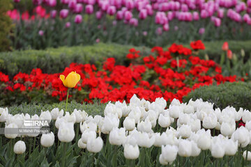 Le festival des tulipes à Karadj