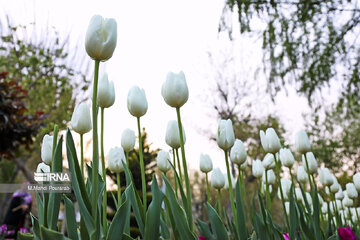 La fête des tulipes à Karadj