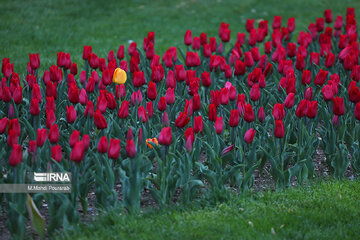 La fête des tulipes à Karadj